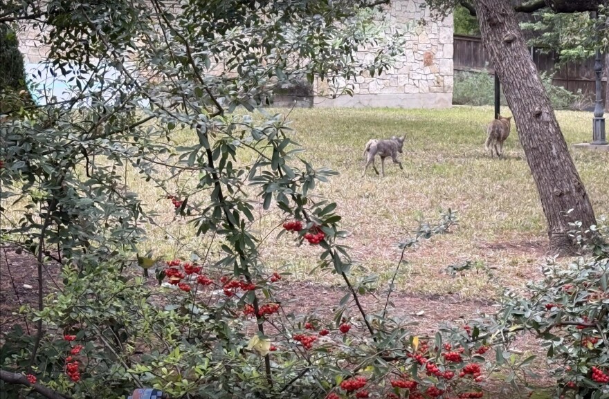 Dos coyotes, uno con sarna y otro con la piel sana, trotan en el patio trasero de alguien en Austin.