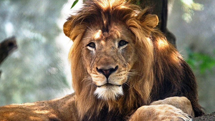 Ten-year-old male lion Nyack died Friday died in a fight with another lion.