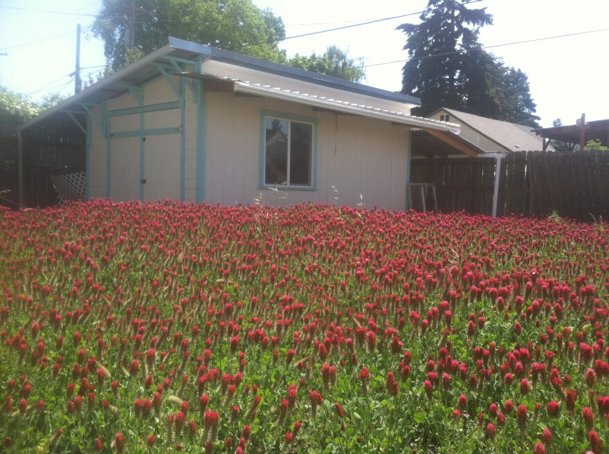 A field of green shoots with red Crimson Clover flowers