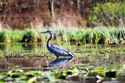 An egret standing in wetlands area.