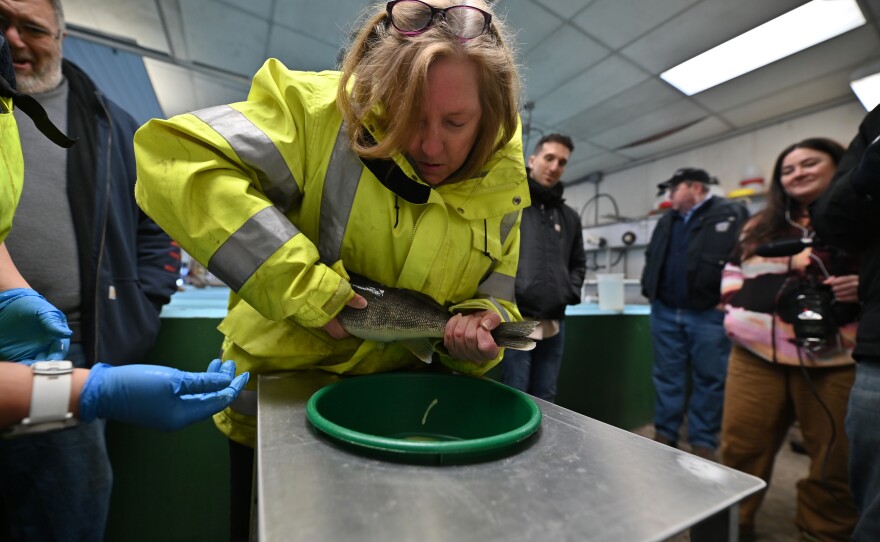 Carol Kneier, from Wayne Memorial Hospital, tries her hand at extracting fish eggs.