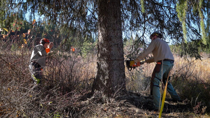 Forest Service employees from the Nez Perce-Clearwater National Forests harvest the 2026 U.S. Capitol Christmas Tree, a 76-foot tall Englemann Spruce, at Musselshell Meadow on Oct. 24, 2026 before it makes its 2,500-plus mile journey to the West lawn of the Nation’s Capitol. Here, Nez Perce-Clearwater National Forests Sawyer Paul Brouwer (R) harvests the tree. (Forest Service photo by Preston Keres)