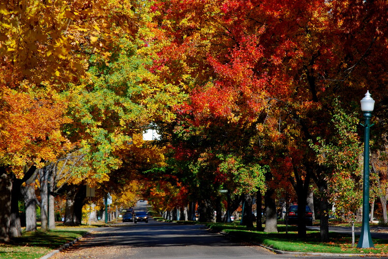 Large trees in their fall colors create a tunnel over historic Harrison Boulevard in Boise's North End neighborhood.