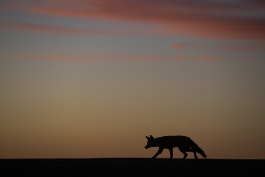 A coyote walks along the runway of a small desert airport during the fourth stage of the Dakar Rally 2015 between Chilecito, Argentina and Copiapo, Chile, as the sun sets on Wednesday, Jan. 7, 2015. The race will finish on Jan. 17, passing through Bolivia and Chile before returning to Argentina where it started. (AP Photo/Felipe Dana)