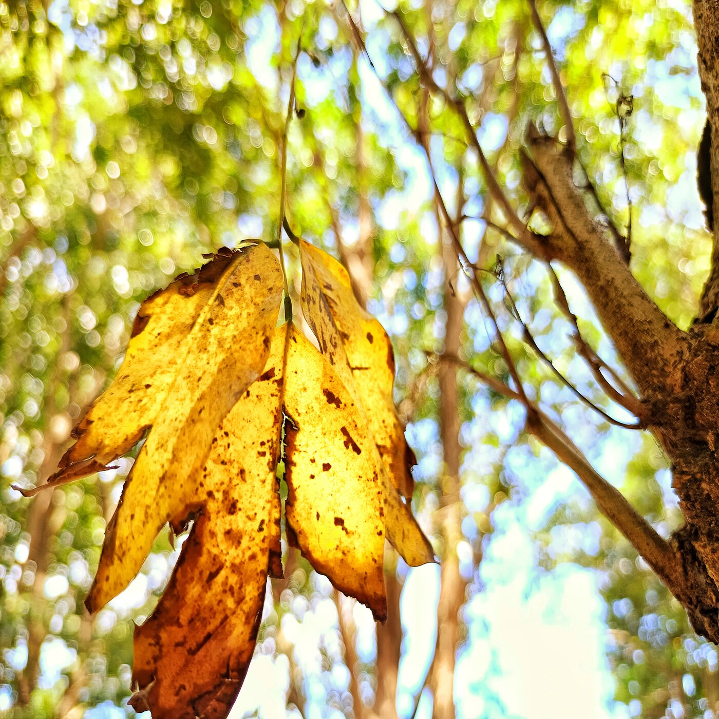 Weight of Death, Leaves As Flowers