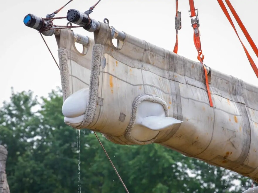 A rescued beluga whale is lifted in a specialized transport sling during an international effort to relocate whales from Marineland of Canada to accredited aquariums in the United States and Europe.