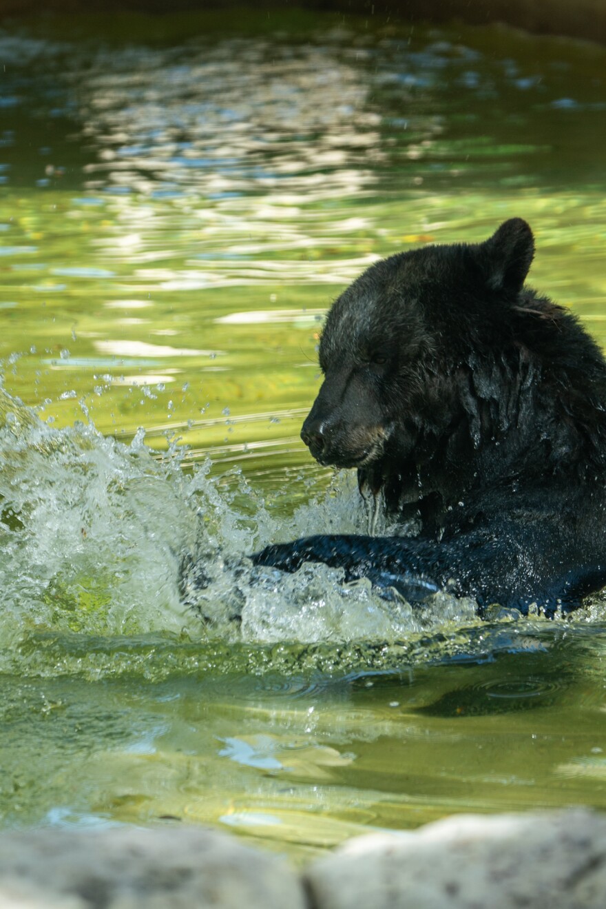 Due to the excessive heat, the Naples Zoo will close early, at 1 p.m., through Friday.