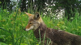 A coyote in foliage. 