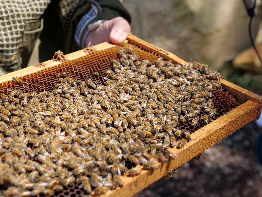 A beekeeper takes a frame covered in bees out of a hive.
