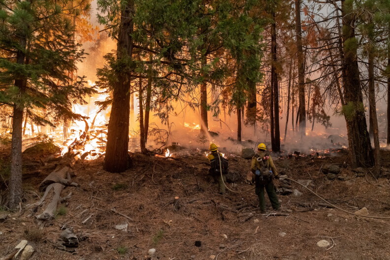 Firefighters holding a hose spray toward a forest full of flames.