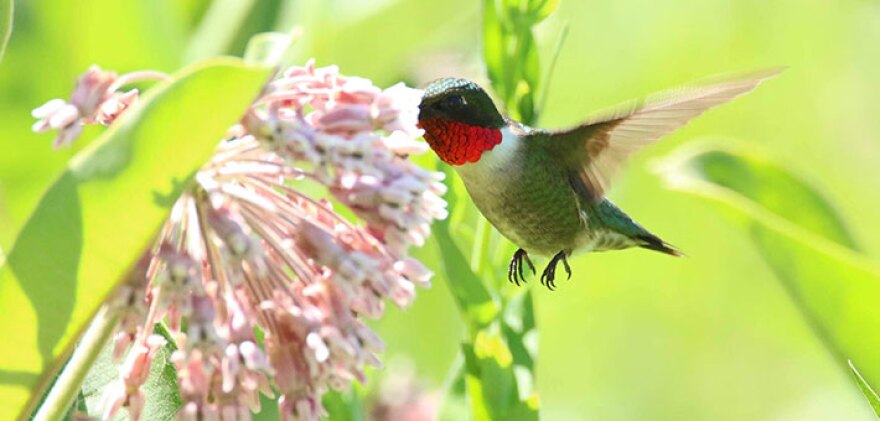 Most ruby-throated hummingbirds spend winters in Central America and migrate north to the eastern U.S. and Canada to breed.