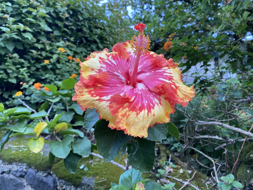 A hibiscus in Palolo on Oʻahu.