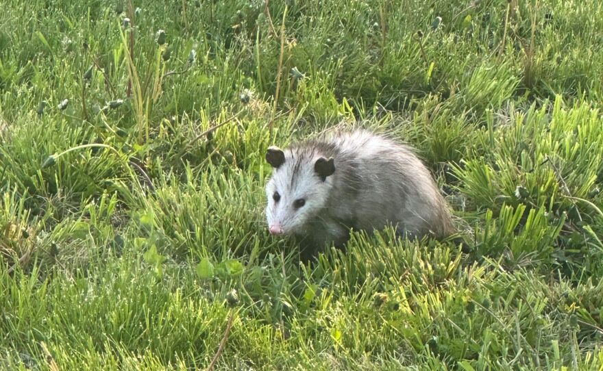 An opossum attracted to Smith's wildlife habitat in his yard.