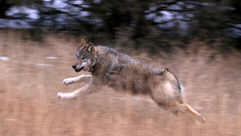 A wolf with brown, tan, black and gray fur runs through a field of dry brown grass.