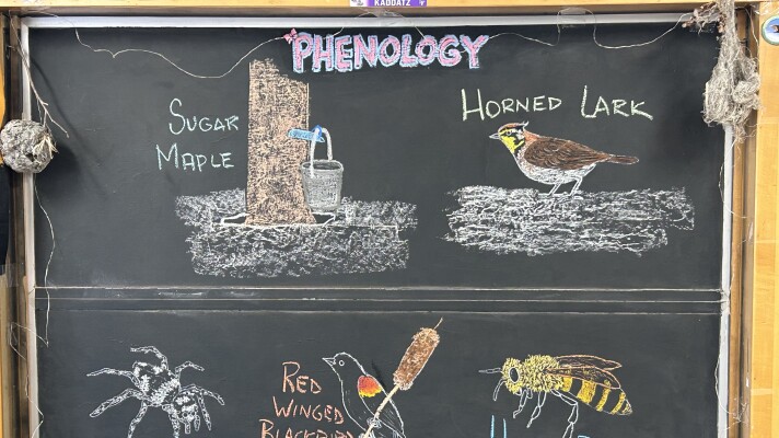 Chalk illustrations show a zebra jumper spider, a Red-winged Blackbird, a honey bee, a Horned Lark, and a sugar maple tree.
