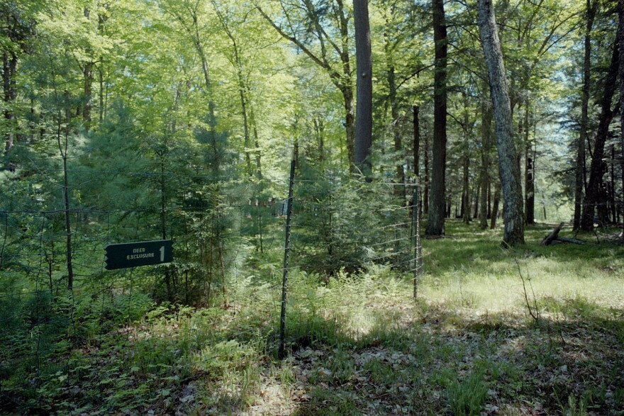 A dense growth of white pines and some eastern hemlock lives inside this northern Wisconsin exclosure, which protects it from deer. Besides population control, deer fences and slash walls are the most effective methods for limiting forest damage from deer browse. (credit: Don Waller / University of Wisconsin-Madison)