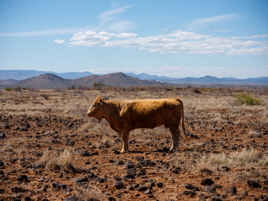A cow in a heavily grazed landscape in the BLM's Horseshoe Allotment in Arizona's Agua Fria National Monument.