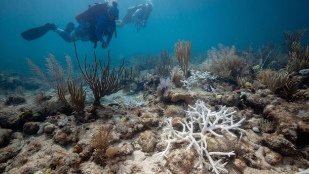 (Coral Restoration Foundation / NPR)