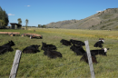 Cattle lay in a pasture.