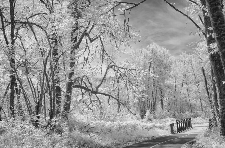 Linda Devenow, "Mill Race Path," Infrared Photo