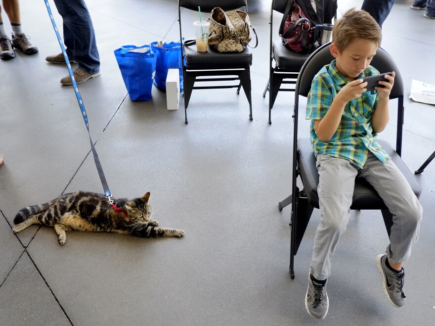 Tara, a 7-year-old cat, is still keeping a watchful eye over Jeremy Triantafilo.