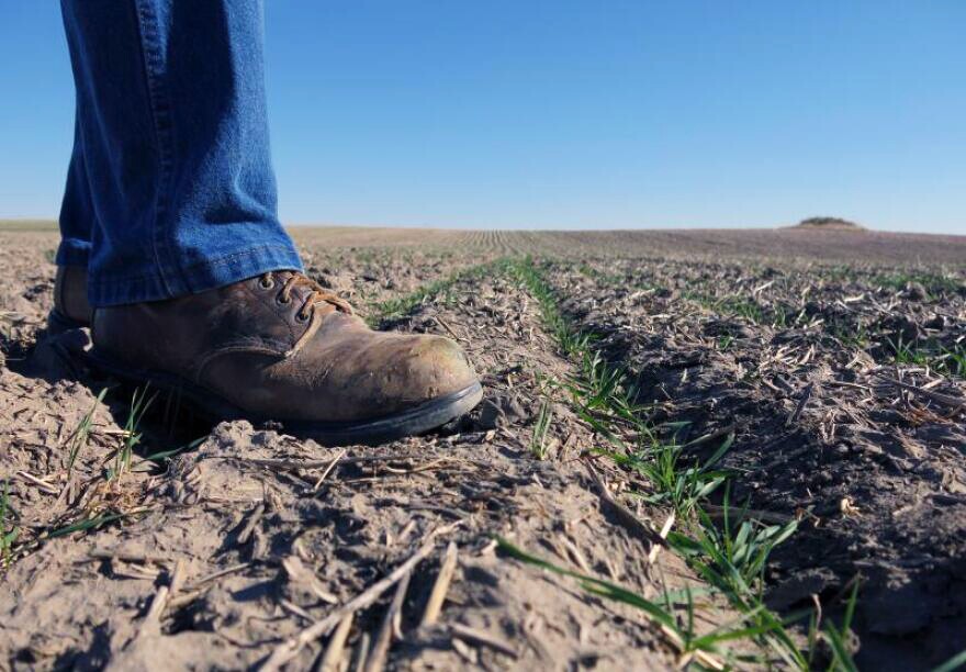 A farmer stands in a crop field in Jasper, Missouri.