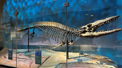 Tylosaurus Rex on display at the Perot Museum of Nature and Science in Dallas