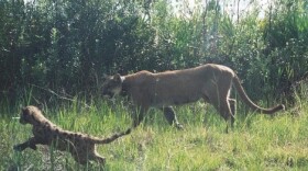 A female Florida panther with a cub. Wildlife officials say they've found one dead from a vehicle strike in Southwest Florida. (Photo courtesy Florida Fish and Wildlife Conservation Commission)