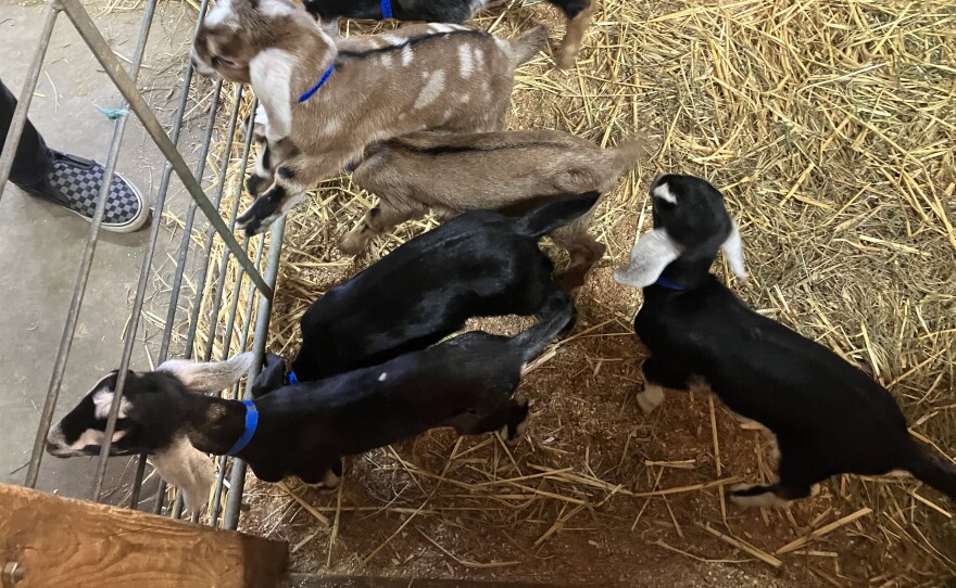 Baby goats greet visitors at Thomas Farm & Dairy in Sunderland, Mass.