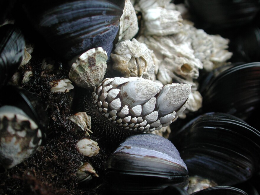 A clutch of barnacles waits to allure you this summer.