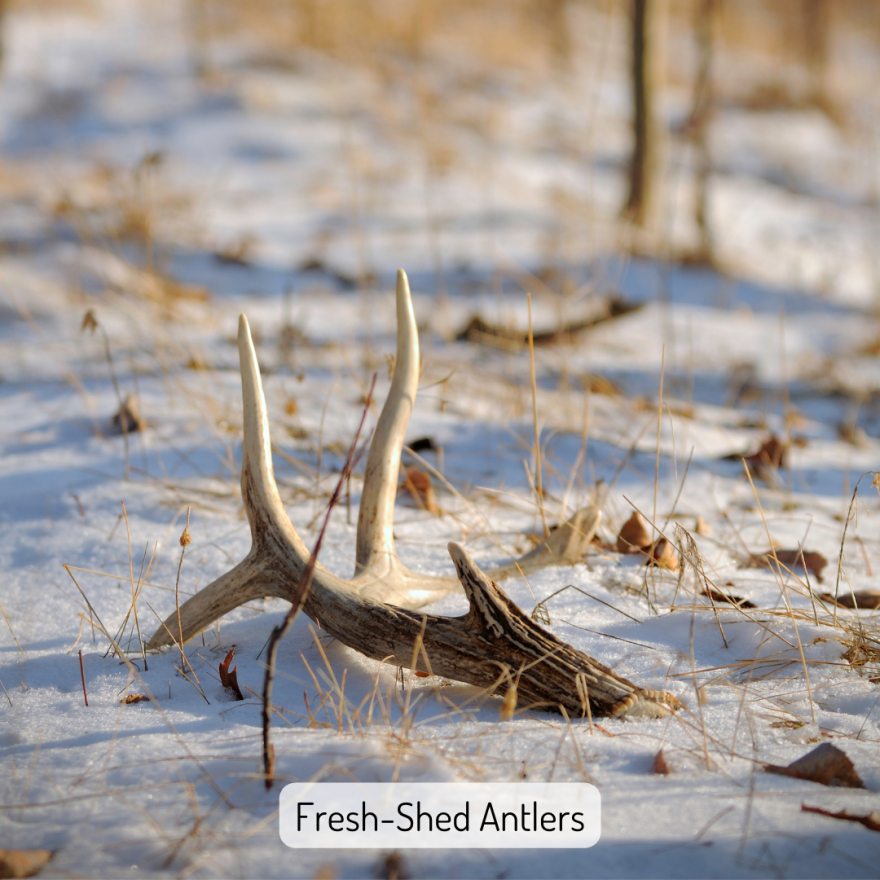 A freshly shed deer antler lays on the snowy ground. There are five tines visible on the antler. Leaves and dead grass are sticking up through the snow. It is captioned "Fresh-shed antler".