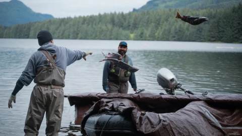 A technician chucks the carcasses of spawned sockeye salmon into a boat, which will take them out into the middle of Afognak Lake to decompose naturally. The Afognak Lake egg take is funded largely by KRAA's pink and chum operations.
