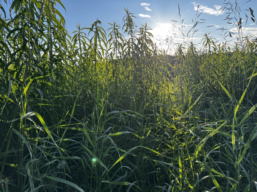 A sunny field 