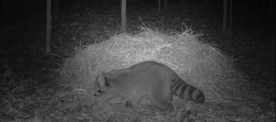 raccoon_compost_pile_0.jpg