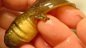A bullfrog tadpole