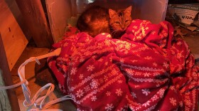 A rescued feral cat, nicknamed Gracie, keeps warm inside a makeshift shelter in a plastic container and electric heated blanket in a Massillon homeowner's garage. Animal advocates recommend bringing in stray and potentially feral cats into temporary shelters like this one during bitter cold temperatures.