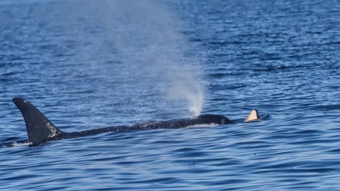 Endangered southern resident killer whale J31 surfaces with a dead calf on her snout on Oct. 3, 2026.