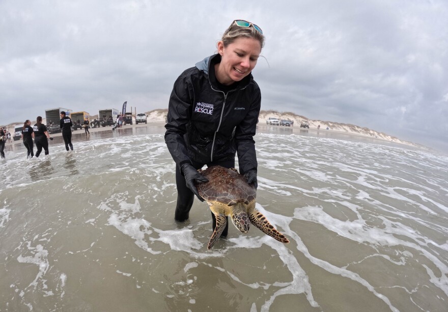 A Texas State Aquarium worker releases a rehabilitated sea turtle back into the gulf.