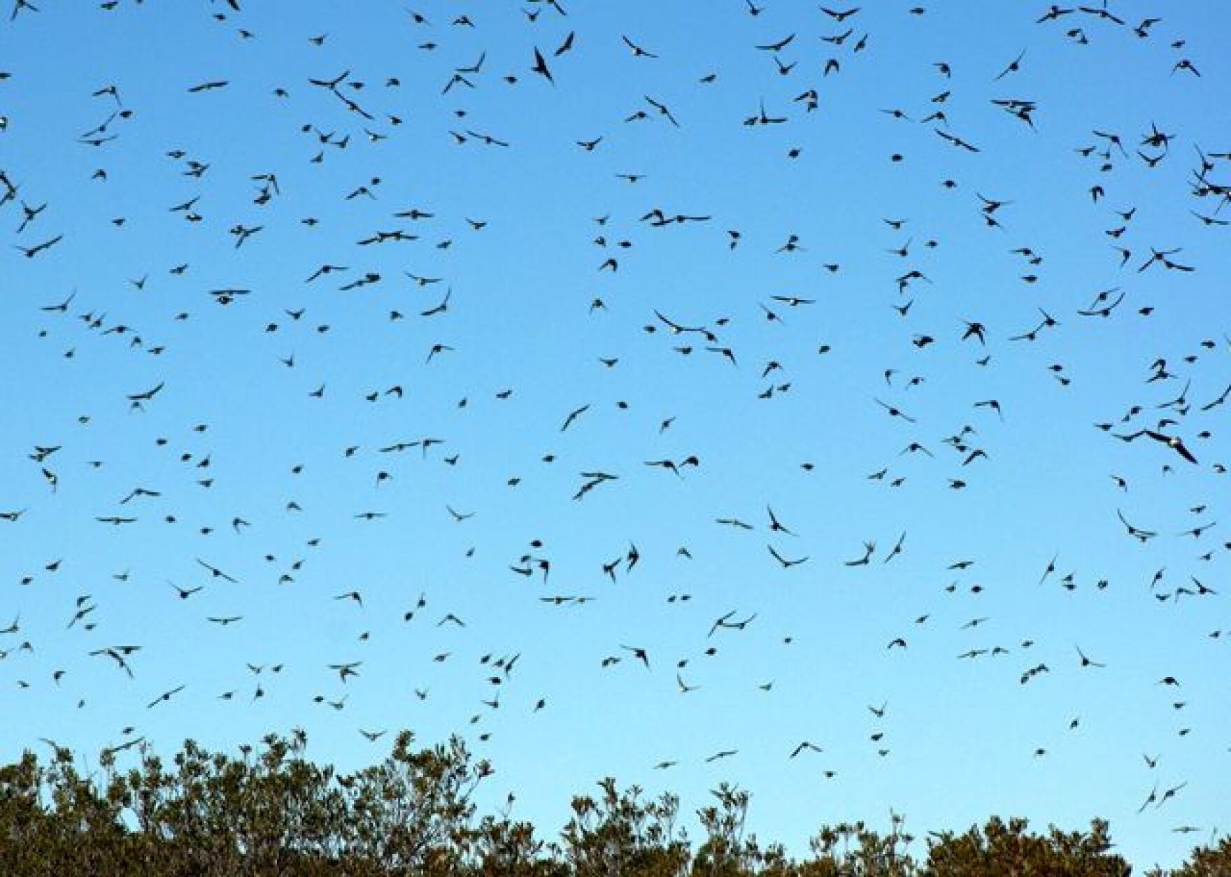 Tree Swallows Fill the Sky during Fall Migration CAI