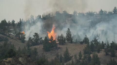 A stand of juniper trees torches at the head of the Rowe Creek Complex Fire near Mitchell, Ore., on July 21, 2026.