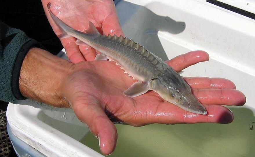 A person holds in their hand a fish with spikes on its back. It's a little longer than a large hand.