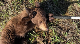 A bear cub was found near the Heber airport Sept. 23, 2026.