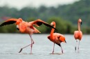 American Flamingos (Phoenicopterus ruber) seemingly walk on water.