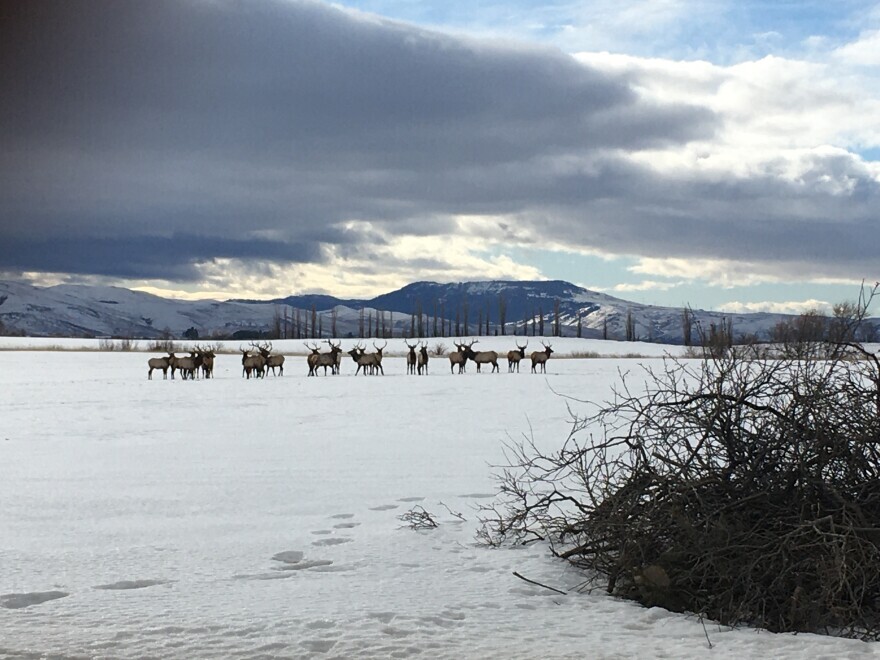 Image for story of Elk