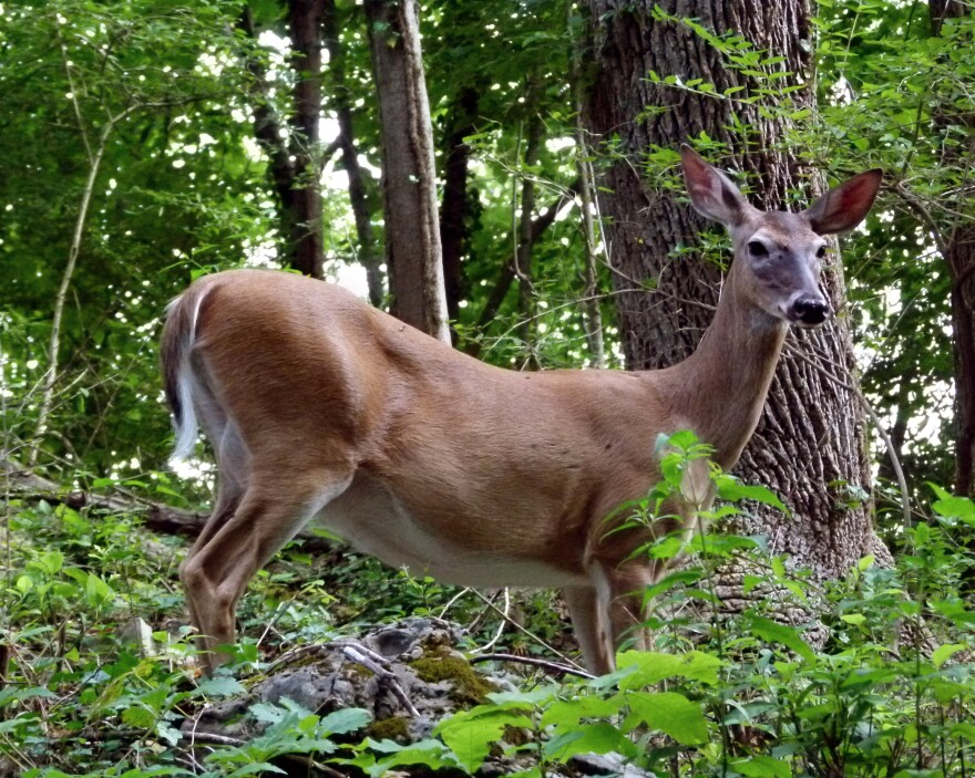 A white-tailed deer in the woods.