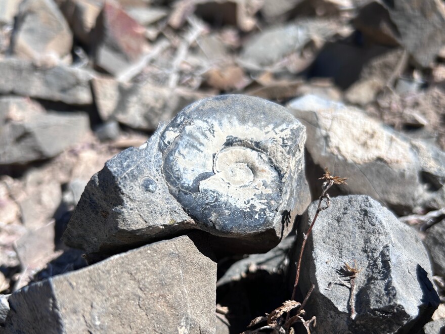 A grey, round, spiraling rock takes up the center of the frame.