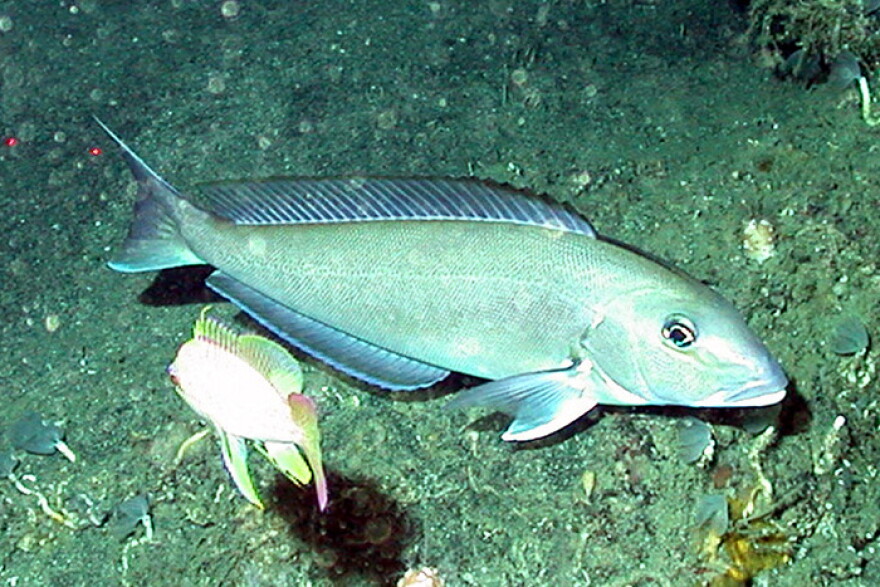 Blueline Tilefish