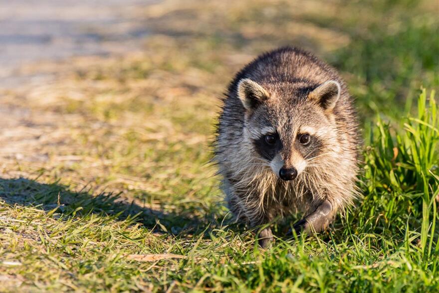 Raccoon roams in field