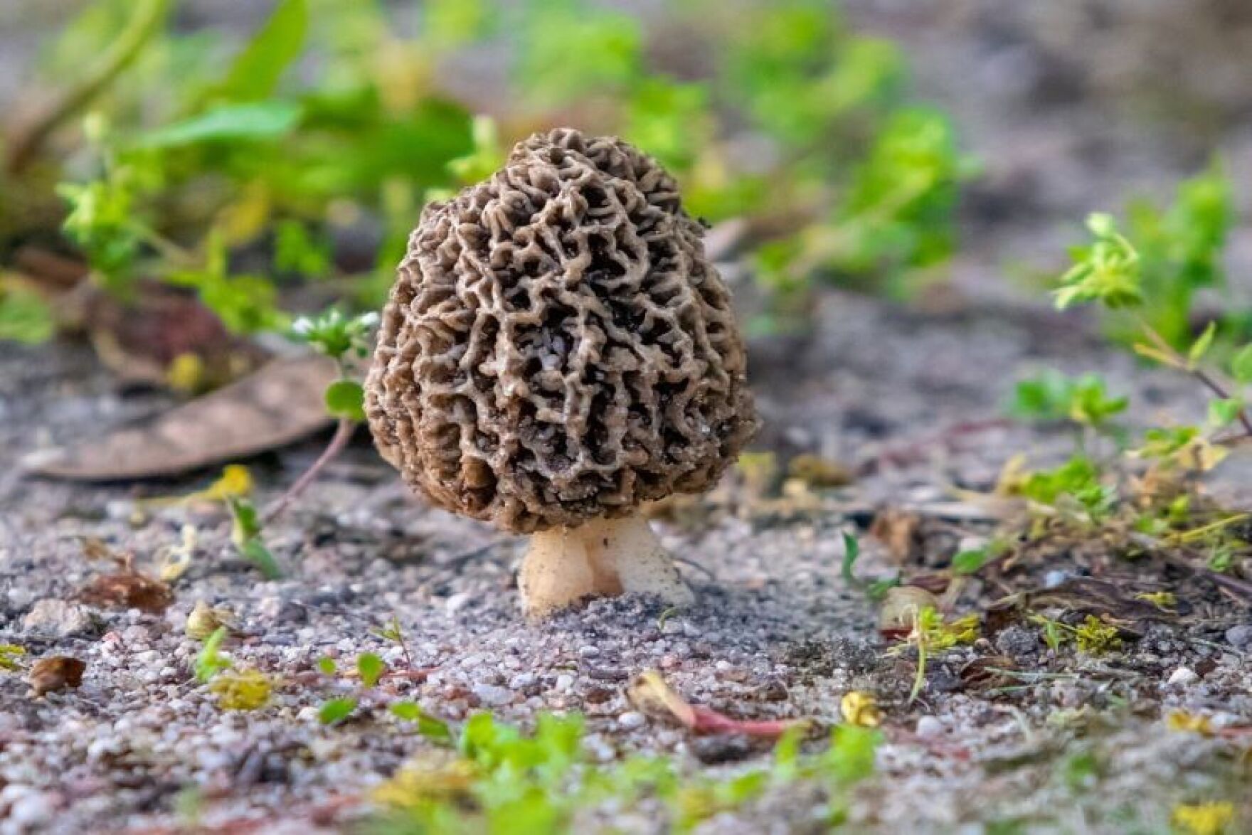 Morels WCMU Public Radio