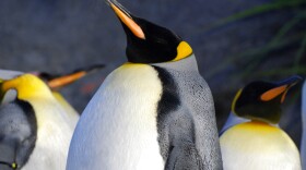 King penguins will lead the Saint Louis Zoo parade to the new penguin habitat on March 5, 2015.